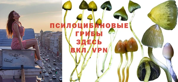 стаф Алзамай